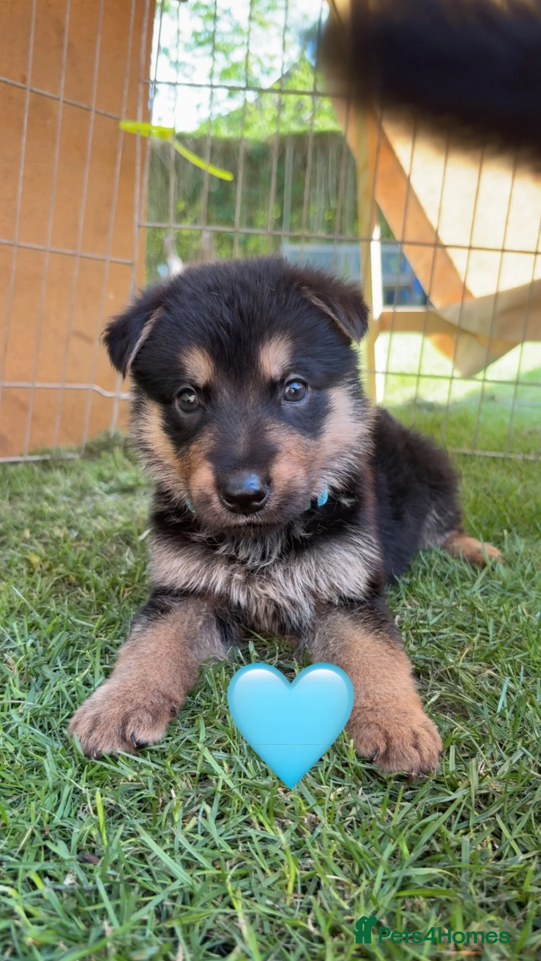 German Shepherd dogs for sale: Ready to leave NOW! 2 outstanding GSD puppies - Advert 1