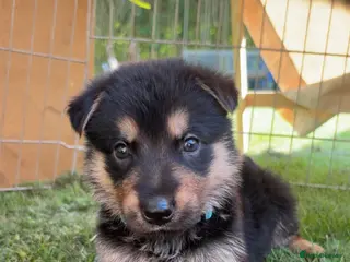 German Shepherd dogs 9 outstanding GSD puppies for sale. - Advert 5