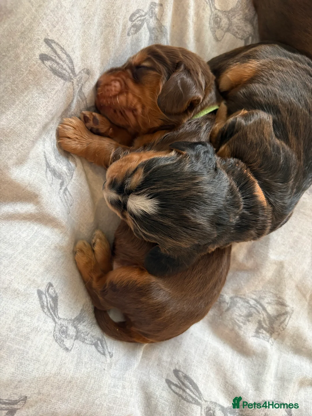 Cocker Spaniel dogs for sale: ✨Heath tested true to type KC show cockers✨ - Advert 5