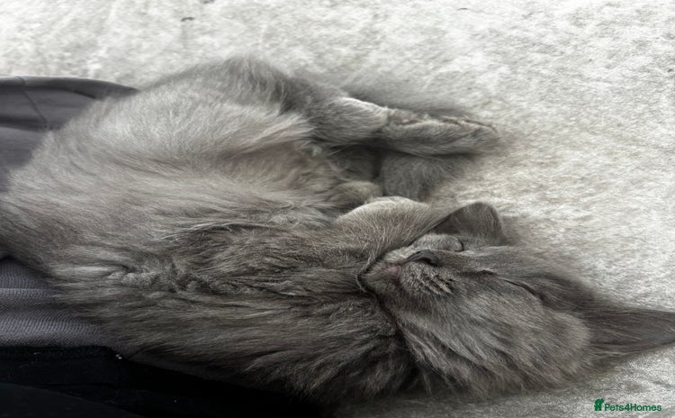 Maine Coon cats - Advert 3