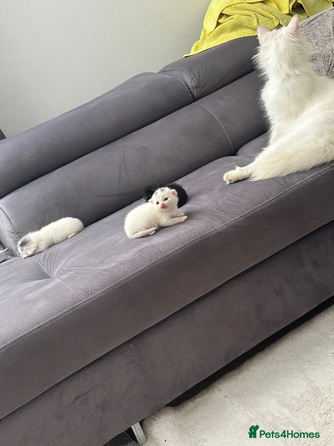 Mixed Breed cats for sale: 2 x kittens for sale - Advert 4