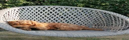 Mini Goldendoodle dogs for sale: Home bred miniature Goldendoodles - Advert 30