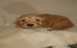 Cockapoo dogs for sale: Stunning cockerpoo pups - Image 5