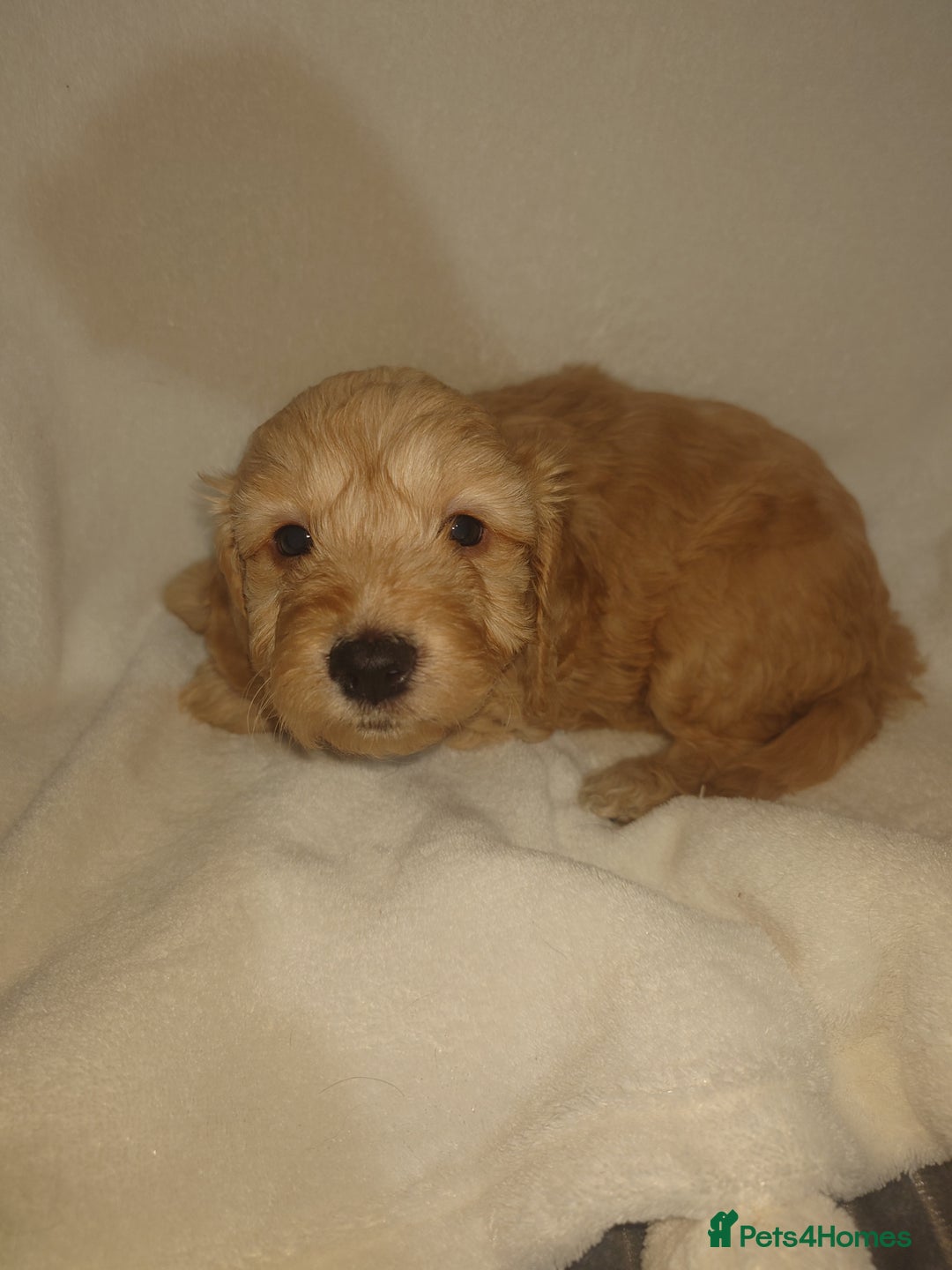 Cockapoo dogs for sale: Stunning cockerpoo pups - Image 5