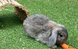 English Lop rabbits for sale: Brothers … - Image 3