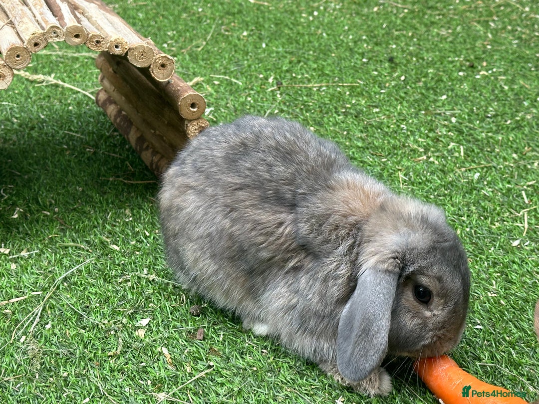 English Lop rabbits for sale: Brothers … - Image 3