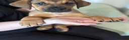 Mixed Breed dogs for sale: URGENT LAST 3 FEMALES LEFT!! Great Rottie Puppies - Advert 19