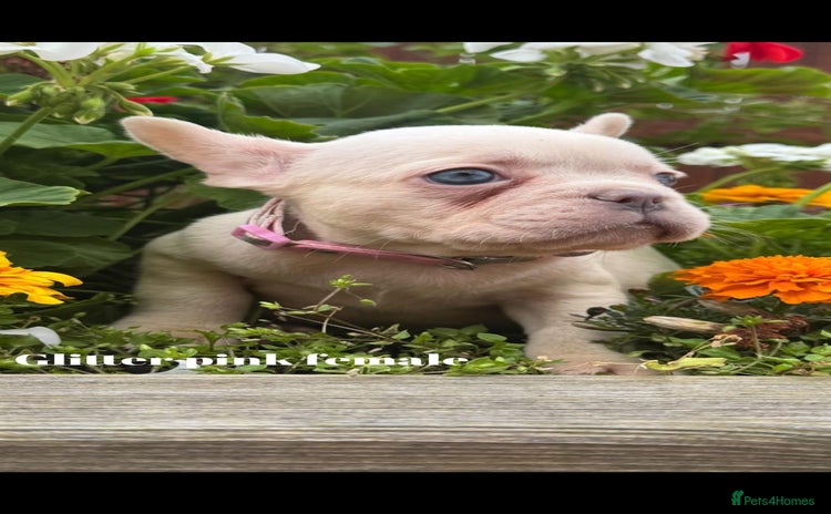 French Bulldog dogs for sale - Advert 1
