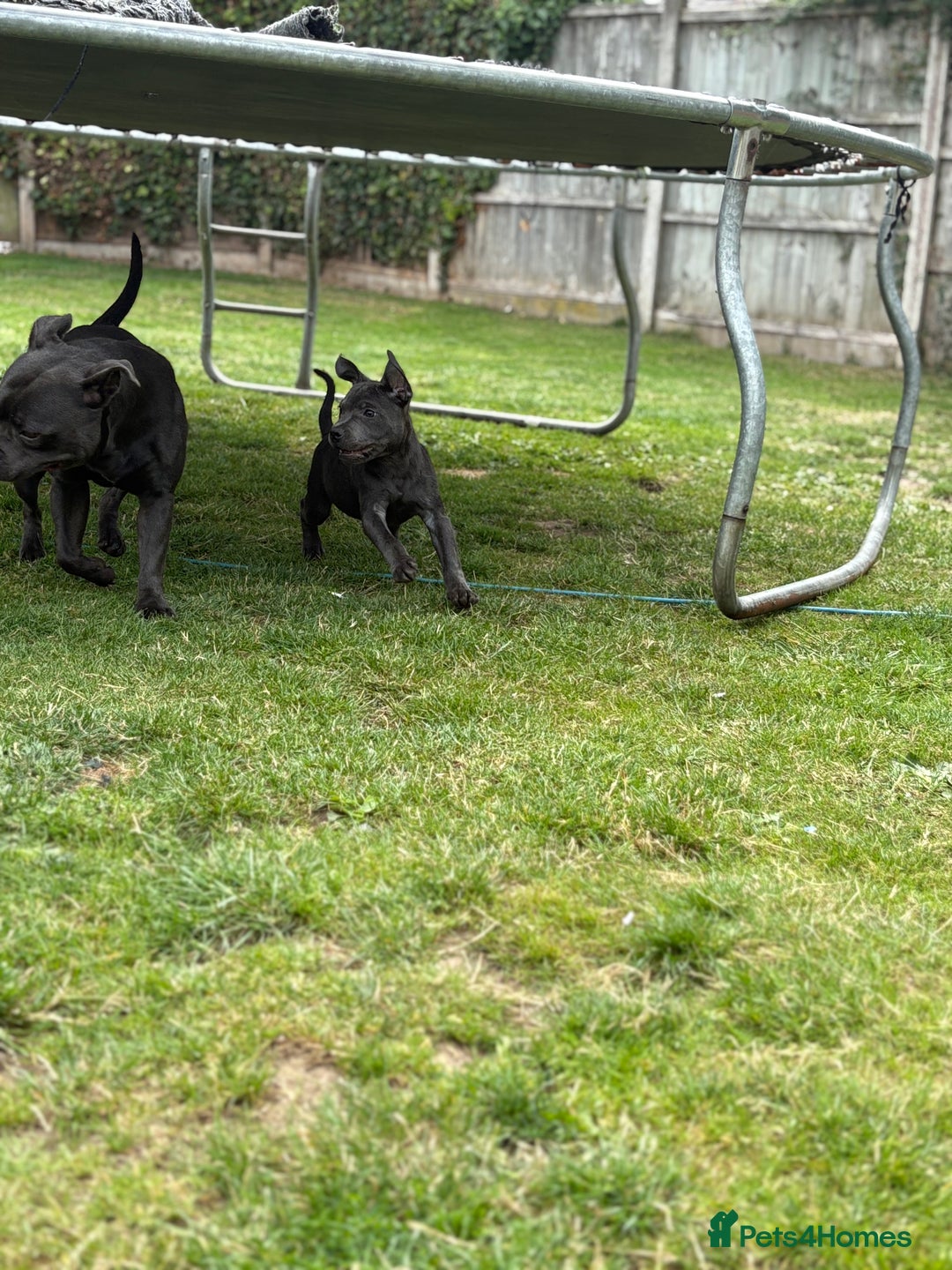Staffordshire Bull Terrier dogs for sale: Stunning blue puppy  - Image 10