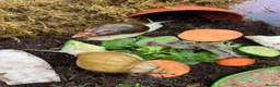 Snails invertebrates for sale: Giant African Snails for sale! - Advert 13