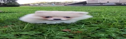 Pomeranian dogs for sale: KC Registered Pomeranian Puppies - Advert 13
