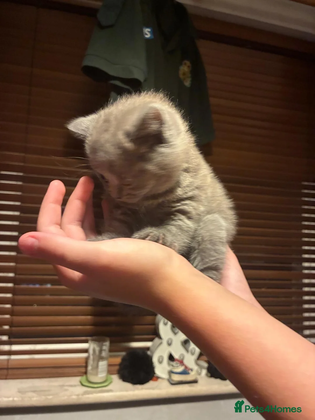 British Shorthair cats for sale: Stunning grey and chocolate BSH kittens - Advert 2