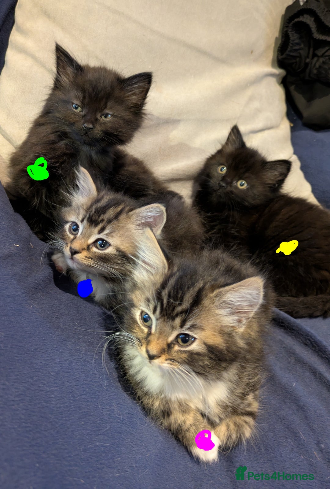 Mixed Breed cats for sale: Beautiful Kittens Ready For Their Forever Homes - Advert 8