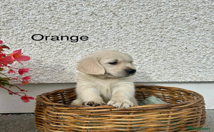Golden Retriever dogs - Advert 2