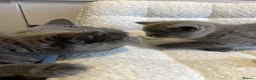 British Shorthair cats for sale: 6 beautiful British shorthair kittens, READY NOW* - Advert 29