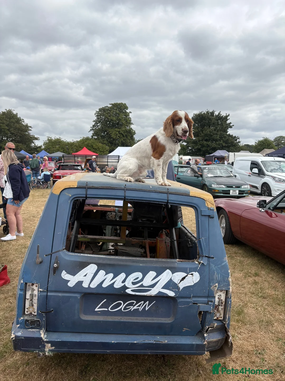 Cocker Spaniel dogs for stud: Rodney-Cocker Spaniel Stud!!  - Advert 2