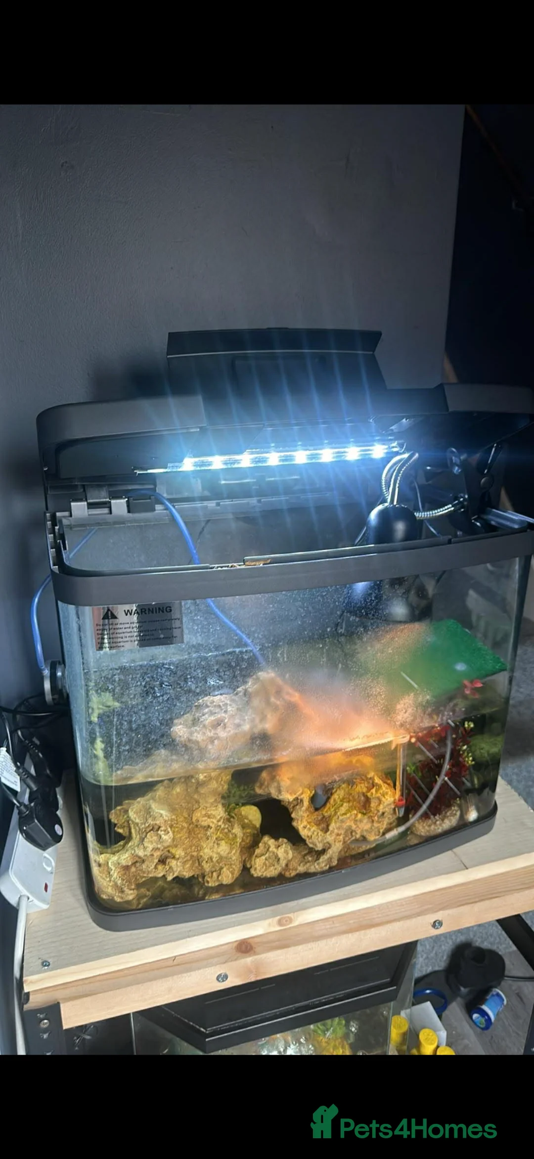 Turtle reptiles for sale: 2 baby turtles and full set up - Advert 1