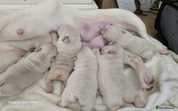 French Bulldog dogs for sale: KC Platinum French Bulldog Boy–Carrying Fluffy 🐾 - Image 9