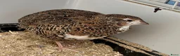 Quail poultry for sale: Young Male Coturnix Quail Birds - 2 Available - Advert 3