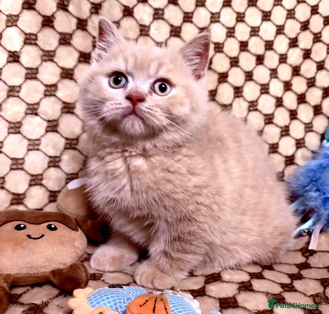 British Shorthair cats for sale: GCCF British shorthair kittens cream boys x2 - Advert 3