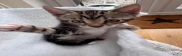 Mixed Breed cats for sale: Bengal cross kittens male & female  - Advert 3