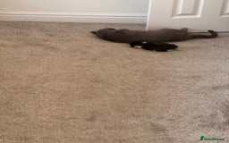 Mixed Breed cats for sale: 🐾 Half British Shorthair Kittens Available! 🐾 - Image 21