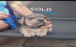 Mixed Breed dogs for sale: URGENT! Sausage dog mix with French bulldog - Image 3