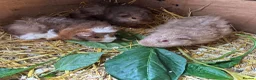 Guinea Pig rodents for sale: 🐹 Stunning Alpaca Guinea Pigs – 3 Male Brothers  - Advert 1
