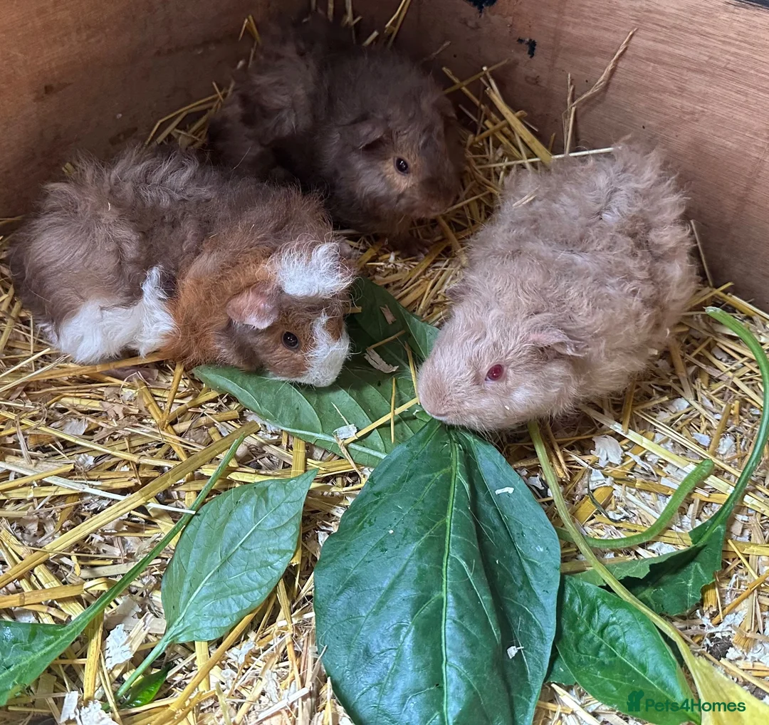 Guinea Pig rodents for sale: 🐹 Stunning Alpaca Guinea Pigs – 3 Male Brothers  - Advert 1