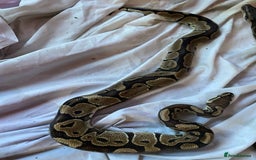 Python Snake reptiles for sale: Whiskey - Image 5