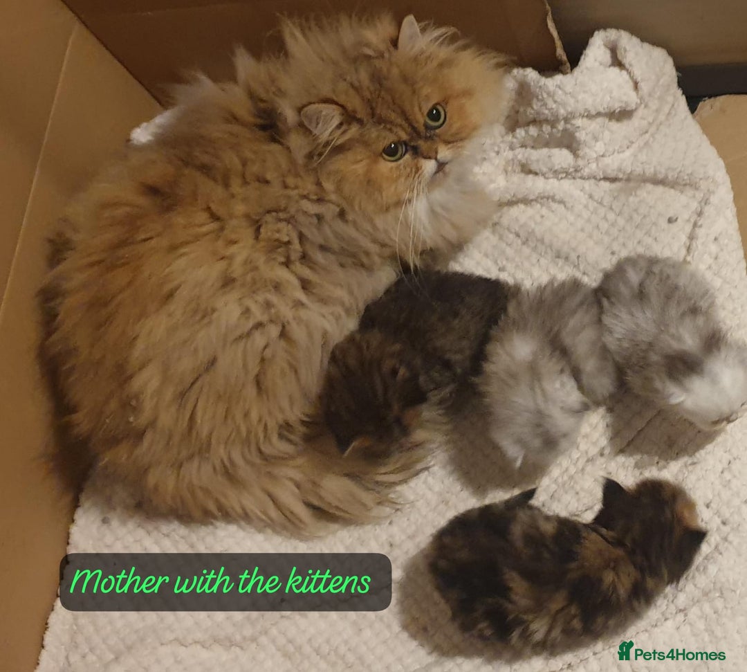 Persian cats for sale: 💖Beautiful Pedigree Chinchilla Persian Kittens. - Advert 11