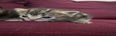 Tabby male 2