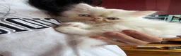 Persian cats for sale: Odd eyed male kitten  - Advert 21