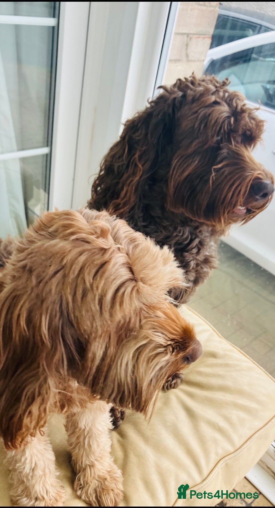 Australian Labradoodle dogs Multigenerational Australian Labradoodle puppies  - Advert 2