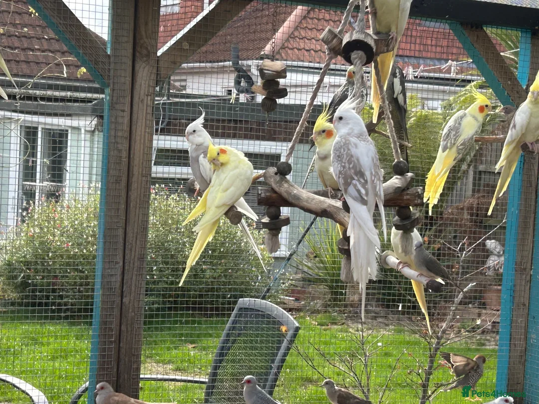 Cockatiels birds for sale: Various cockatiels for sale in Southampton - Advert 2