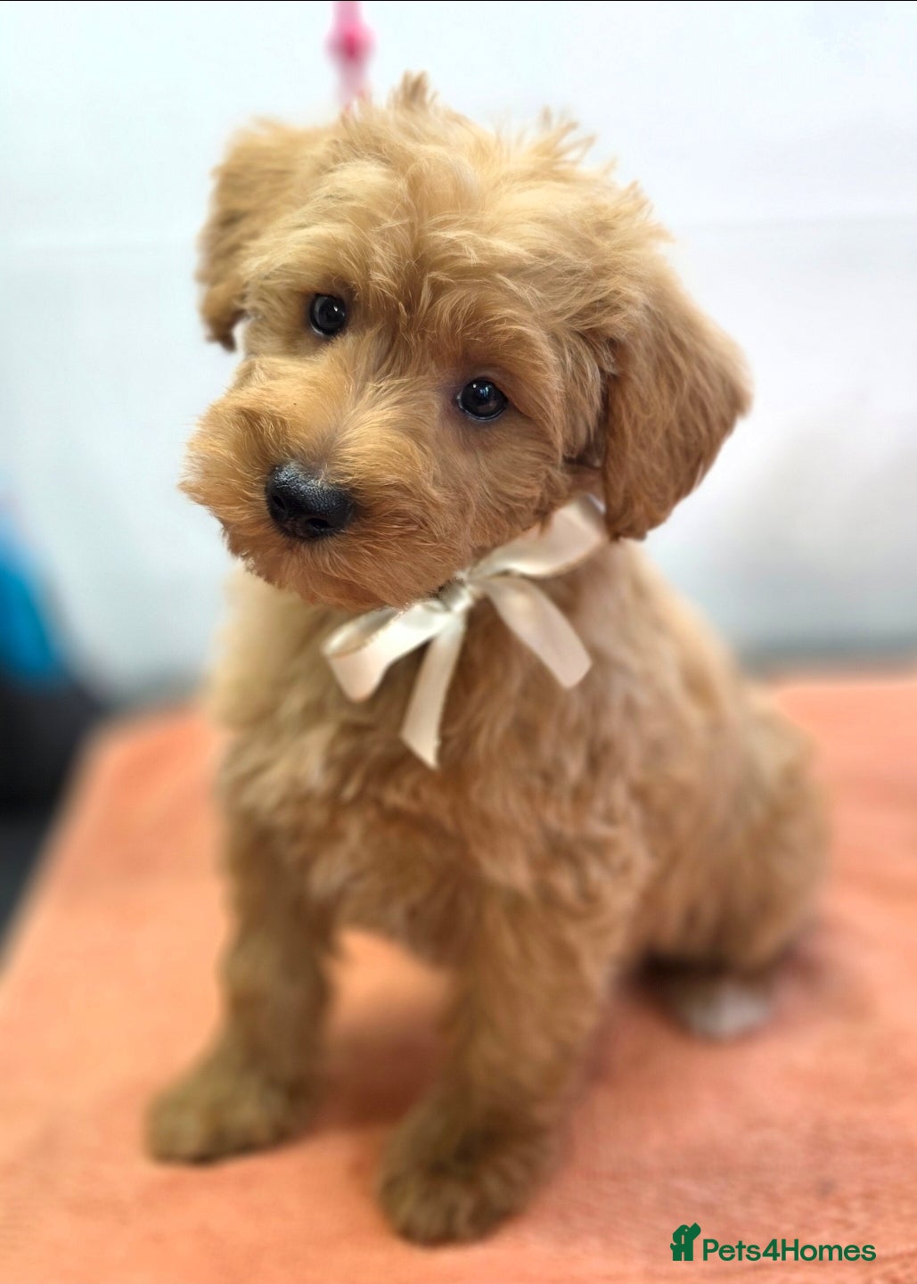 Schnoodle dogs Schnoodle puppies - Advert 1