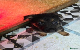 German Shepherd dogs for sale: Chunky German shepherd puppies for sale  - Advert 15