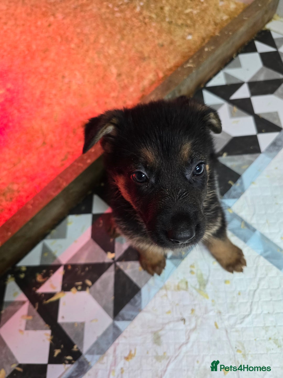 German Shepherd dogs for sale: Chunky German shepherd puppies for sale  - Advert 15