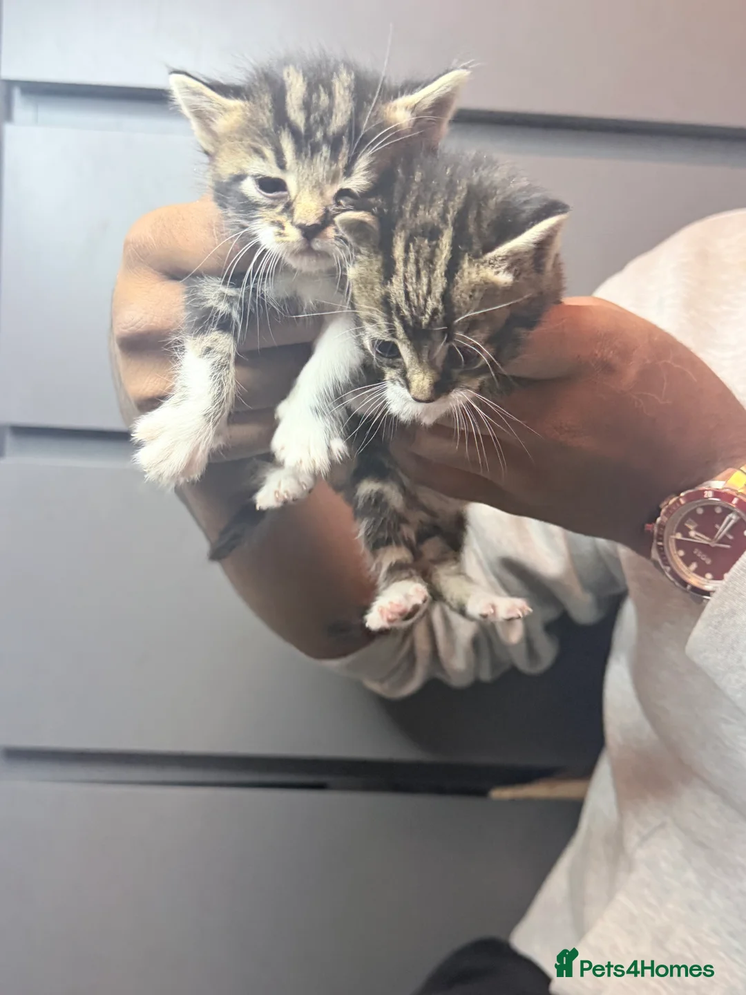 American Shorthair cats for sale: American shorthair/domestic shorthair kittens   in London - Advert 13