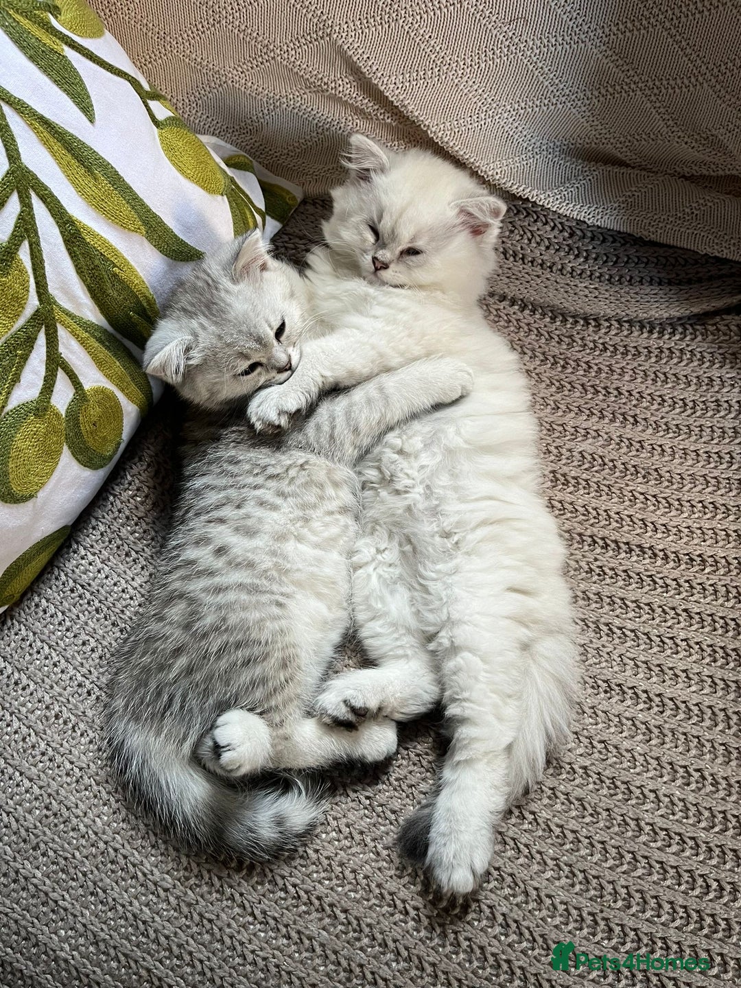British Longhair cats for sale: GCCF Female BRITISH LONGHAIR - Image 8