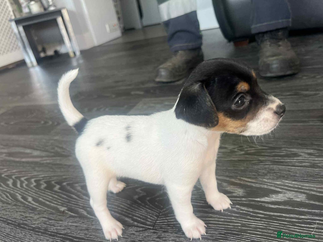 Jack Russell dogs for sale: Beautiful litter of Jack Russell pups - Image 26