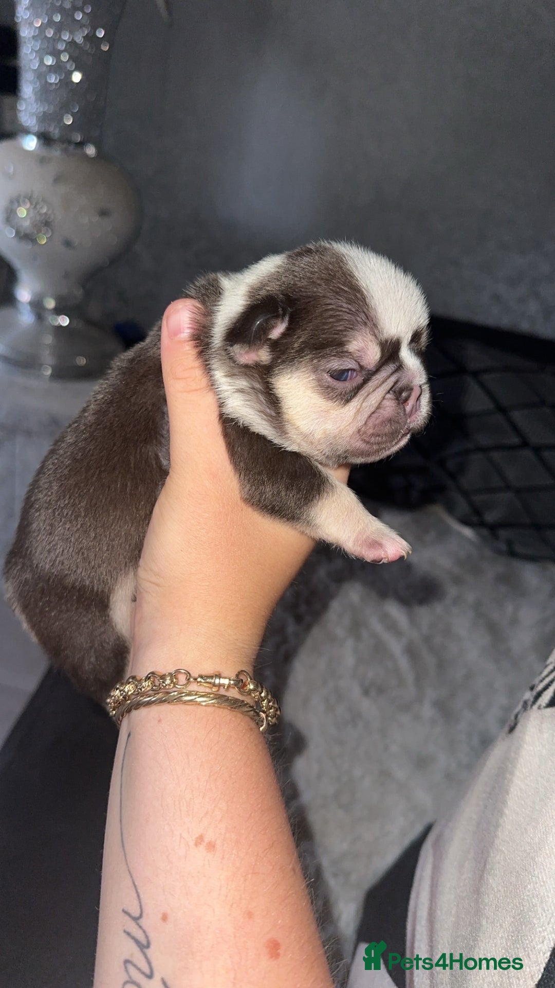 French Bulldog dogs for sale: French bulldog puppies - Image 1