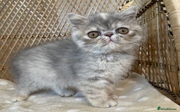 Exotic cats for sale: ❤️Stunning Exotic Shorthair & Longhair Kittens❤️  - Image 21