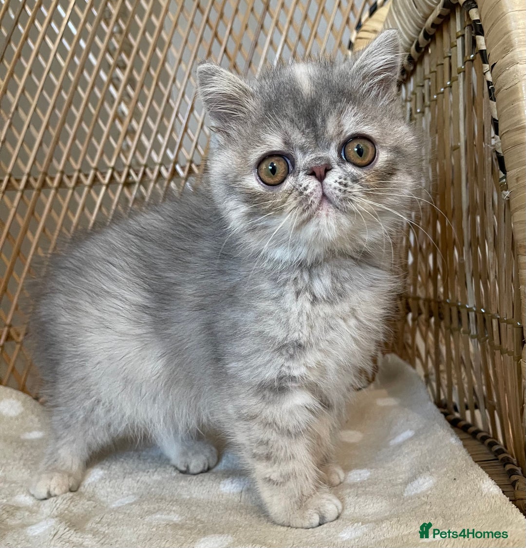Exotic cats for sale: ❤️Stunning Exotic Shorthair & Longhair Kittens❤️  - Image 21