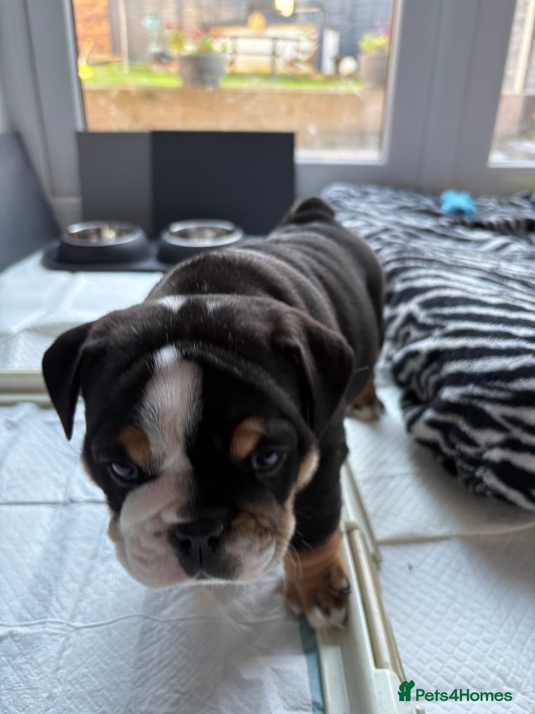 English Bulldog dogs for sale: English bulldog puppies  - Advert 4