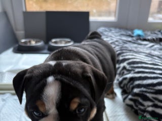 English Bulldog dogs English bulldog puppies - Advert 5