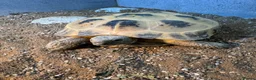 Tortoise reptiles for sale: Horsefield Tortoise - male - Advert 1