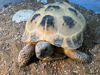 Tortoise reptiles Horsefield Tortoise - male - Advert 3