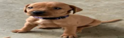 Mixed Breed dogs for sale: F1 Labrador x Vizsla Puppies - Advert 7