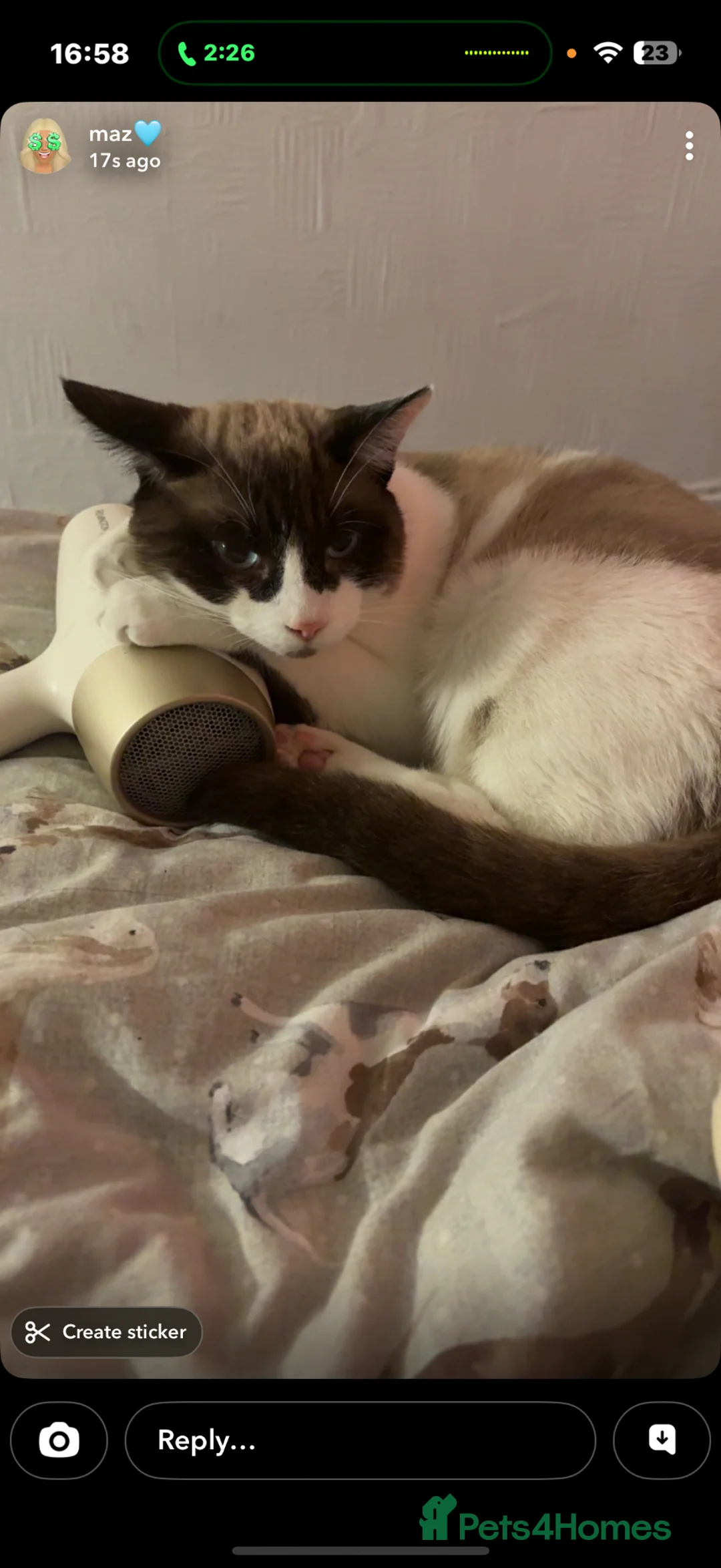 Siamese cats for sale: urgent home needed in Rotherham - Advert 2